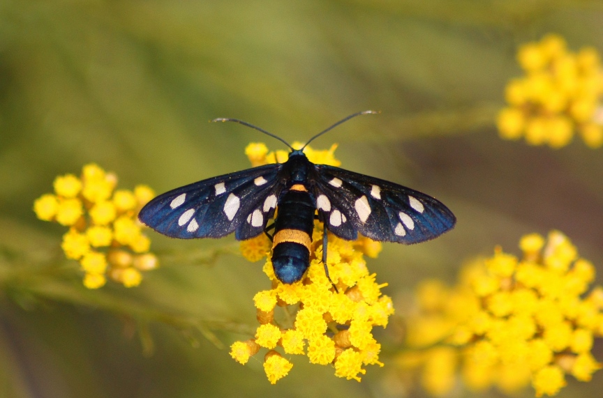 Amata phegea - Erebidae Arctiinae.........dal Trentino